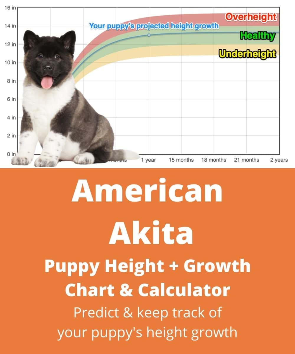 american-akita Puppy height Growth Chart